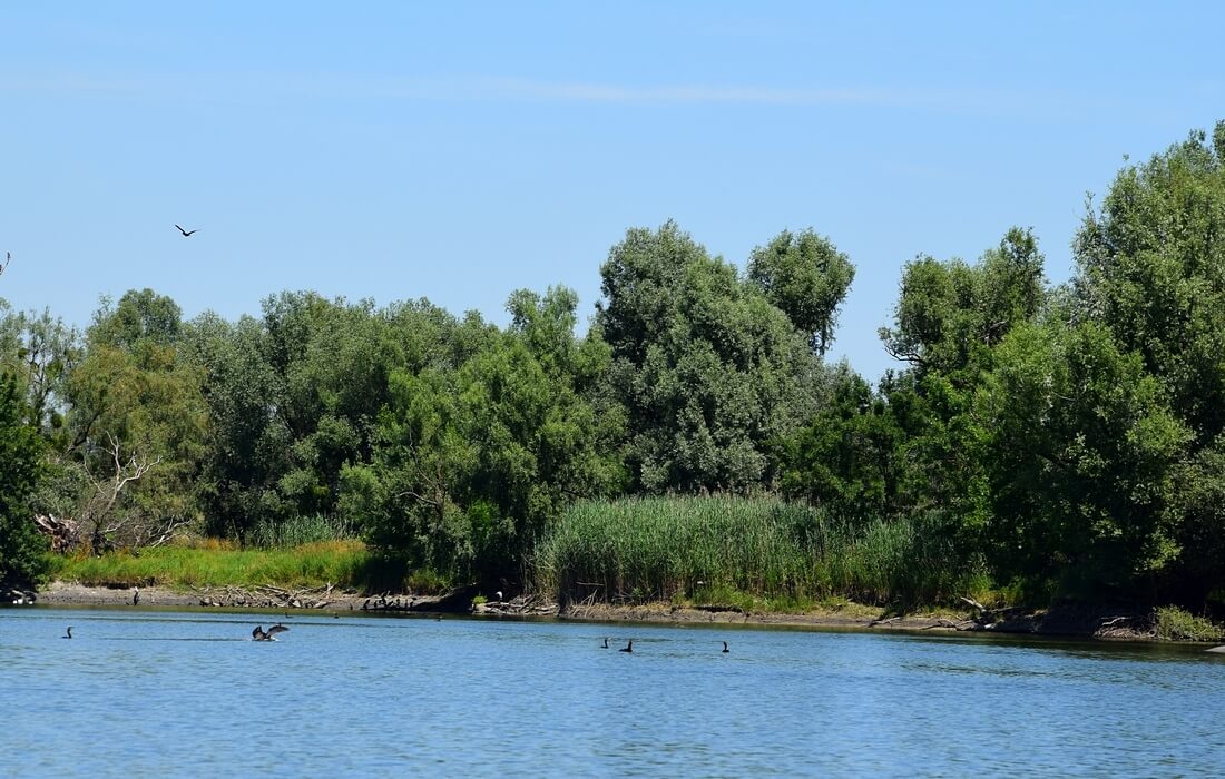 Special zoological reserve of Kopacki rit